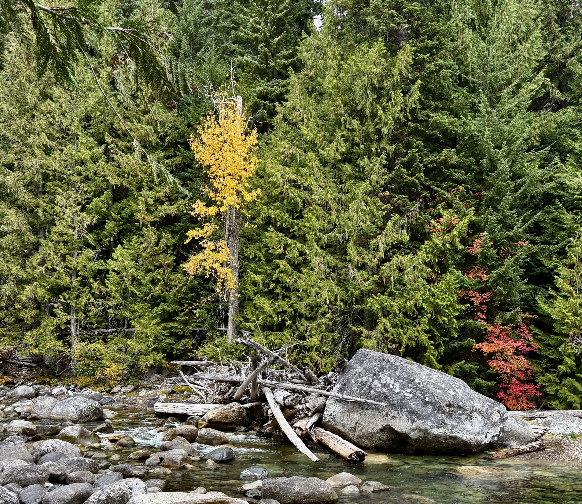 A forest stream winding through boulders and autumn trees